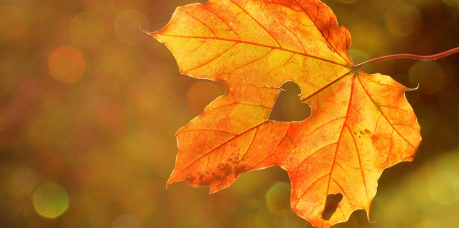 automne-feuille-morte-saison